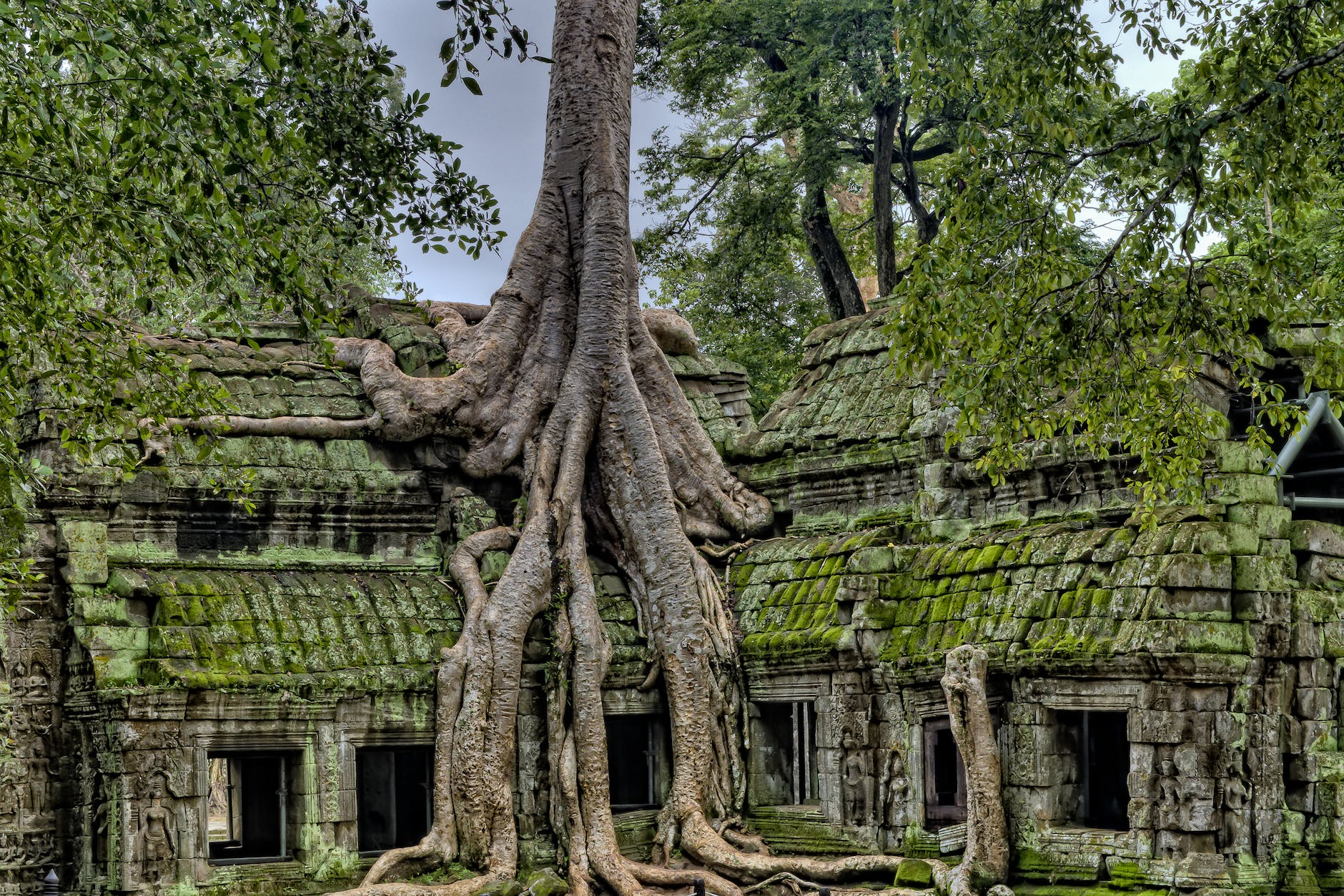 building with tree in Cambodia