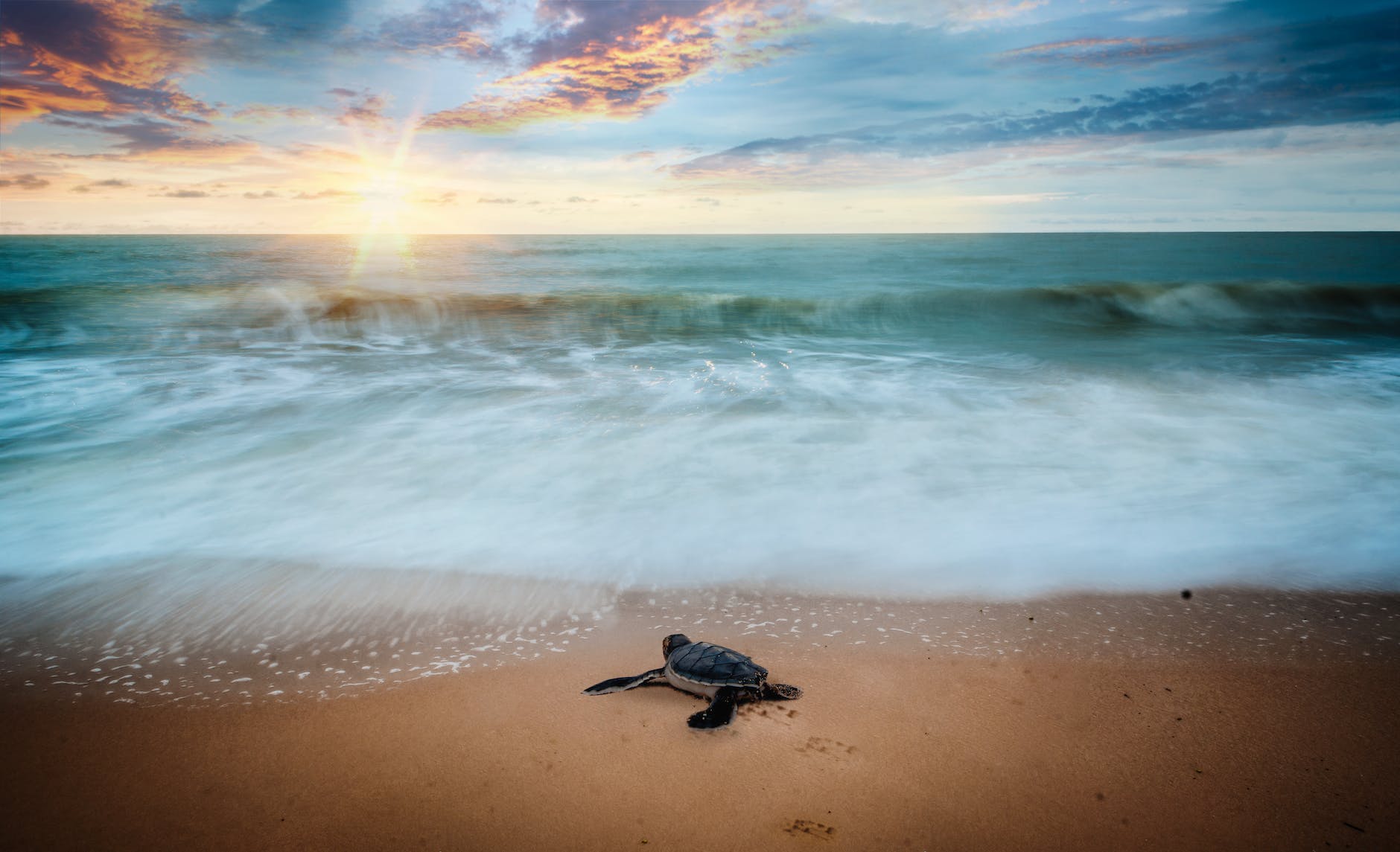 sea turtles at morjim beach goa