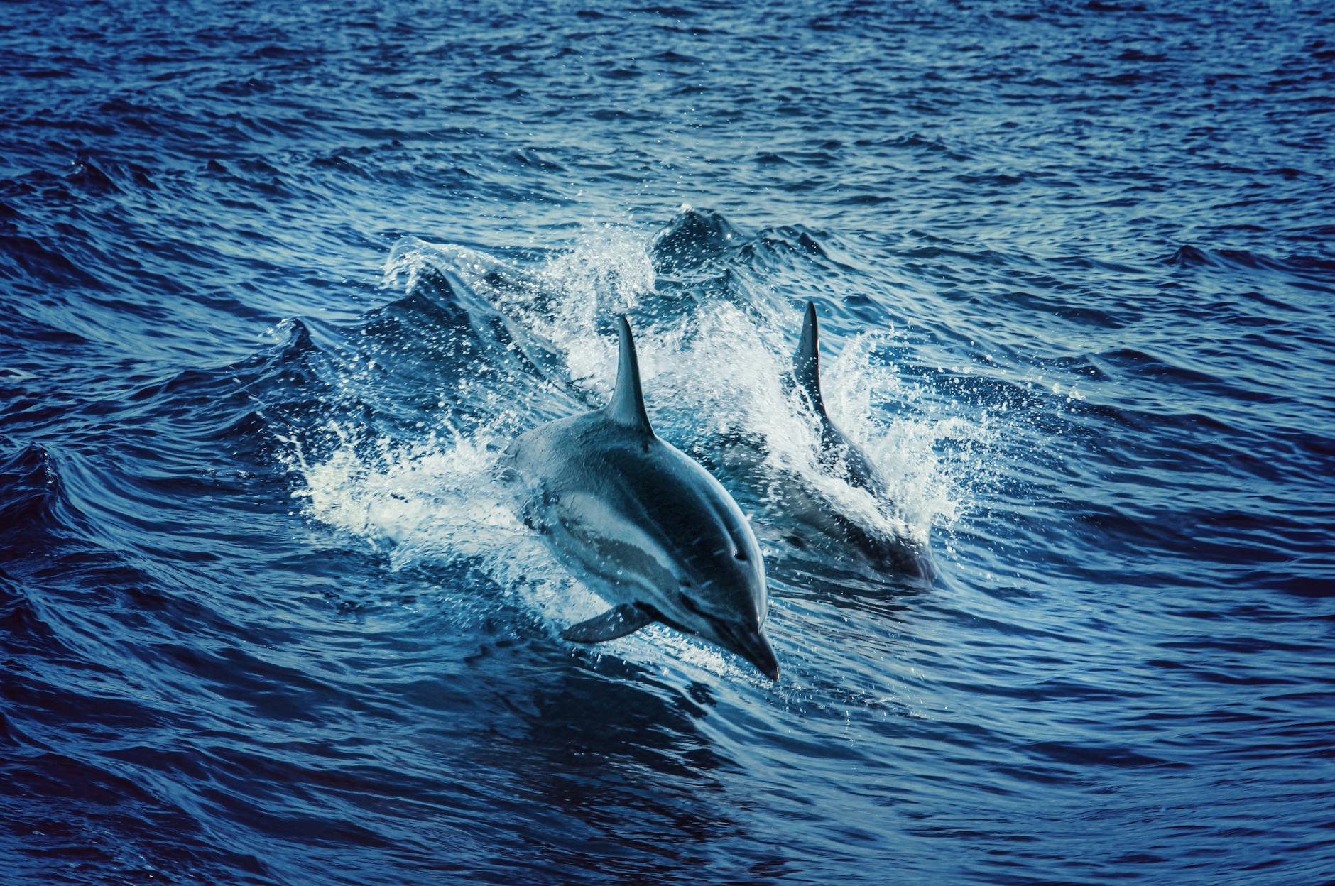 swimming dolphins at morjim beach goa