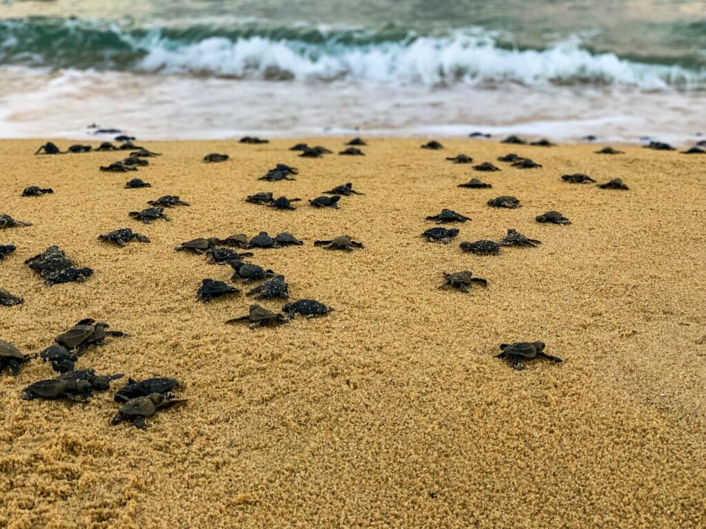 photograph of baby turtles on brown sand